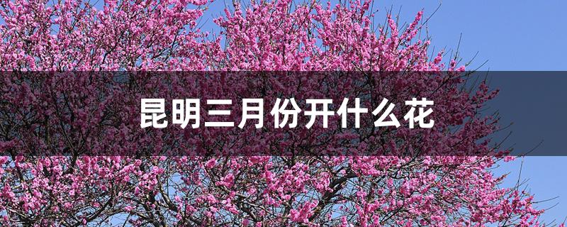 昆明三月份开什么花 昆明三月份开什么花