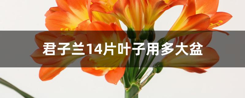 君子兰14片叶子用多大盆 君子兰14片叶子用多大盆