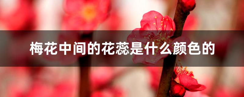 梅花中间的花蕊是什么颜色的 梅花中间的花蕊是什么颜色的