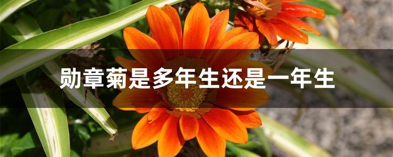 勋章菊是多年生还是一年生 勋章菊是多年生还是一年生