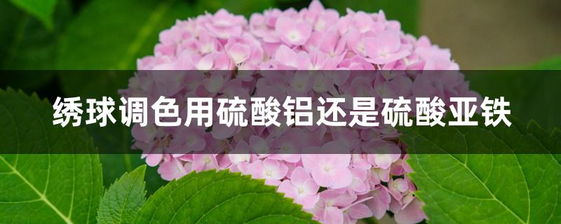 绣球调色用硫酸铝还是硫酸亚铁 绣球调色用硫酸铝还是硫酸亚铁
