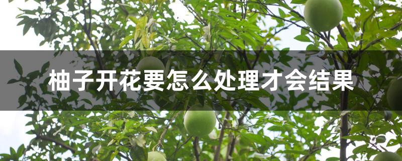柚子开花要怎么处理才会结果 柚子开花要怎么处理才会结果