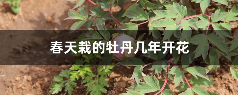 春天栽的牡丹几年开花 春天栽的牡丹几年开花