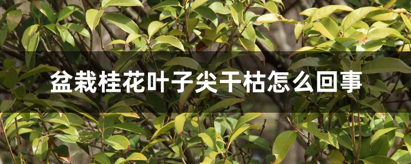 盆栽桂花叶子尖干枯怎么回事 盆栽桂花叶子尖干枯怎么回事