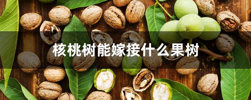 核桃树能嫁接什么果树 核桃树能嫁接什么果树