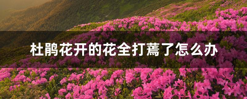 杜鹃花开的花全打蔫了怎么办 杜鹃花开的花全打蔫了怎么办