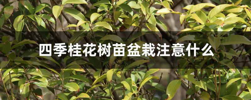 四季桂花树苗盆栽注意什么 四季桂花树苗盆栽注意什么