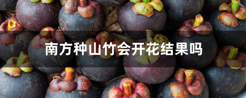 南方种山竹会开花结果吗 南方种山竹会开花结果吗