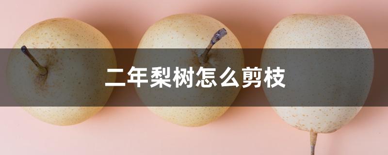 二年梨树怎么剪枝 二年梨树怎么剪枝