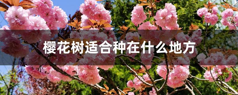 樱花树适合种在什么地方 樱花树适合种在什么地方