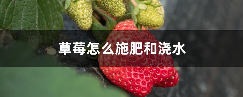 草莓怎么施肥和浇水 草莓怎么施肥和浇水