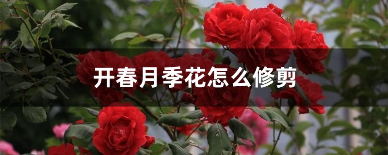 开春月季花怎么修剪 开春月季花怎么修剪