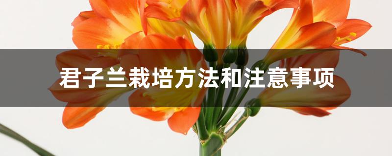 君子兰栽培方法和注意事项 君子兰栽培方法和注意事项