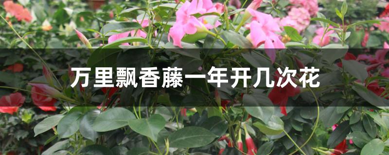 万里飘香藤一年开几次花 万里飘香藤一年开几次花