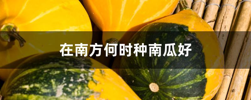 在南方何时种南瓜好 在南方何时种南瓜好