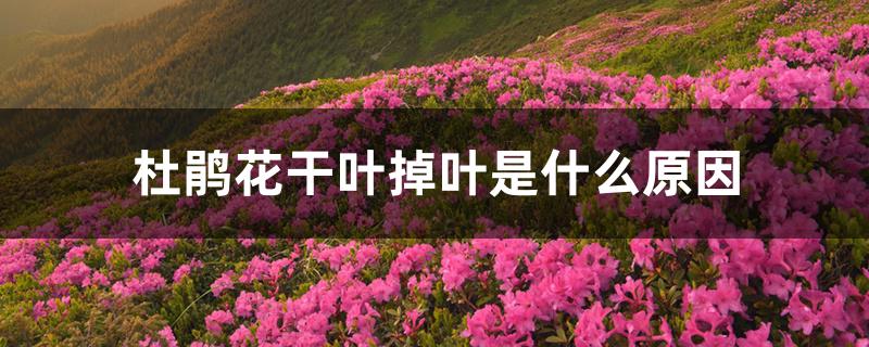杜鹃花干叶掉叶是什么原因 杜鹃花干叶掉叶是什么原因