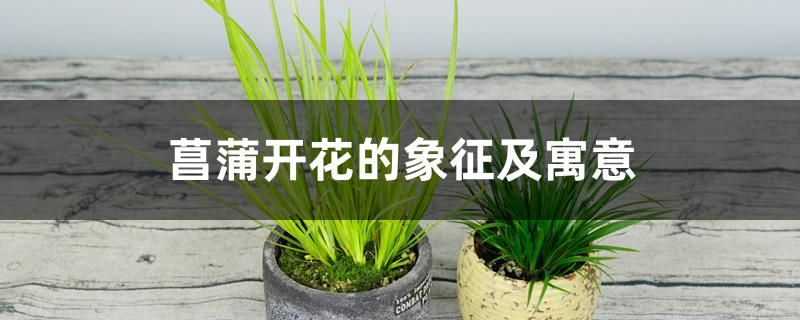 菖蒲开花的象征及寓意 菖蒲开花的象征及寓意