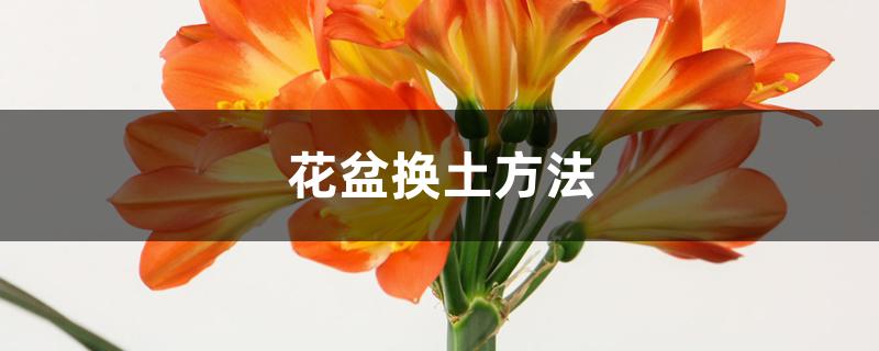 花盆换土方法 花盆换土方法