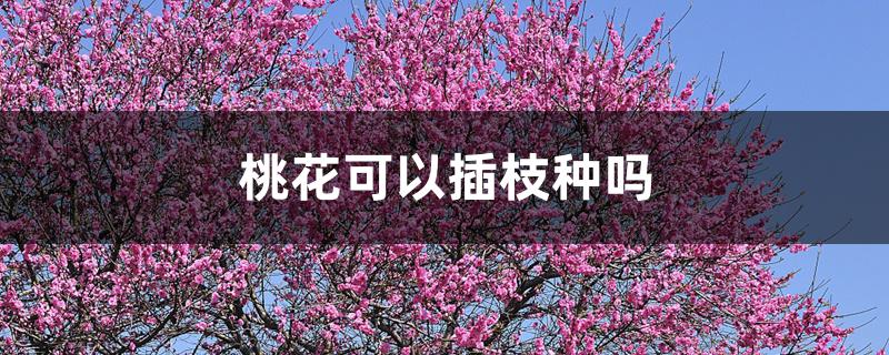 桃花可以插枝种吗 桃花可以插枝种吗