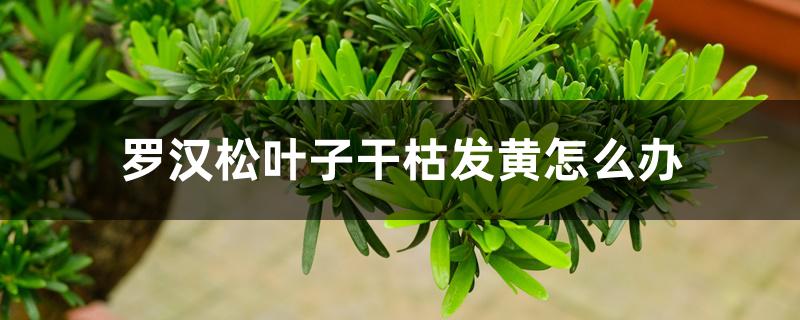 罗汉松叶子干枯发黄怎么办 罗汉松叶子干枯发黄怎么办