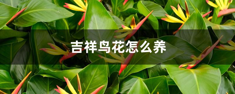 吉祥鸟花怎么养 吉祥鸟花怎么养