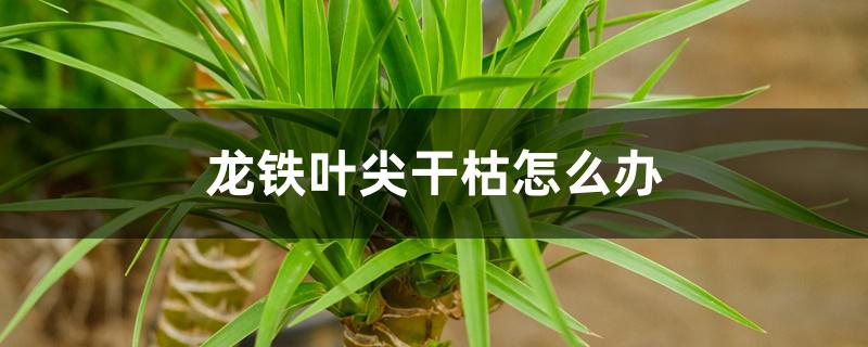 龙铁叶尖干枯怎么办 龙铁叶尖干枯怎么办