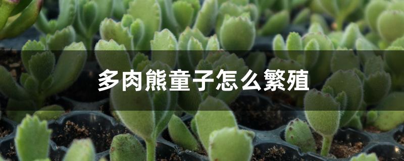 多肉熊童子怎么繁殖 多肉熊童子怎么繁殖
