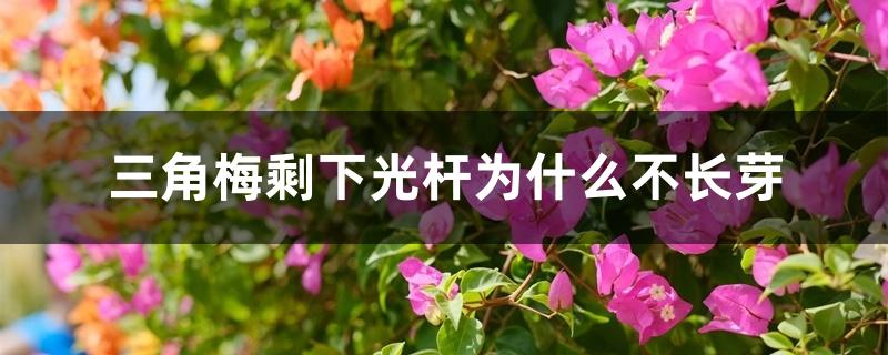 三角梅剩下光杆为什么不长芽 三角梅剩下光杆为什么不长芽