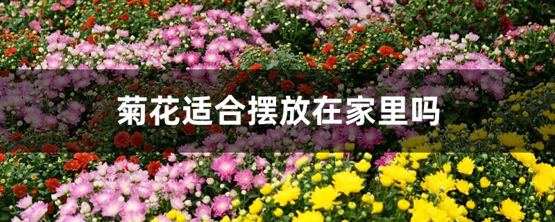 菊花适合摆放在家里吗 菊花适合摆放在家里吗