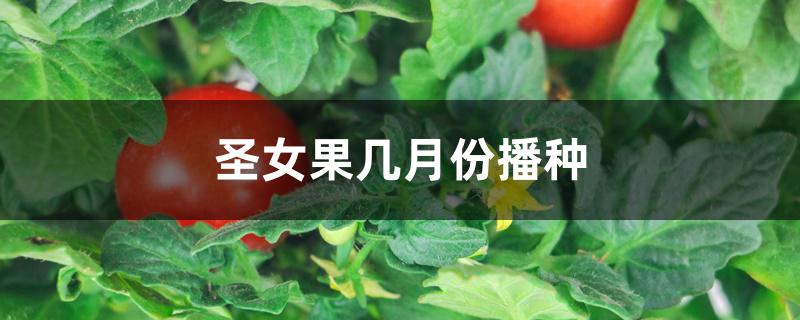 圣女果几月份播种 圣女果几月份播种