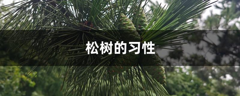 松树的习性 松树的习性