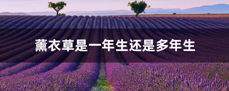 薰衣草是一年生还是多年生