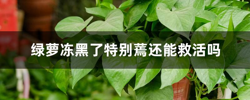 绿萝冻黑了特别蔫还能救活吗 绿萝冻黑了特别蔫还能救活吗
