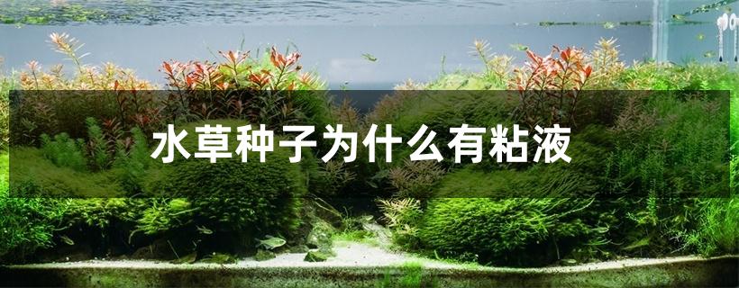 水草种子为什么有粘液 水草种子为什么有粘液