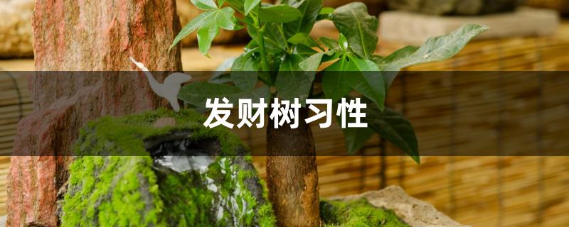 发财树习性 发财树习性