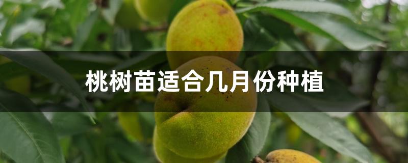 桃树苗适合几月份种植 桃树苗适合几月份种植