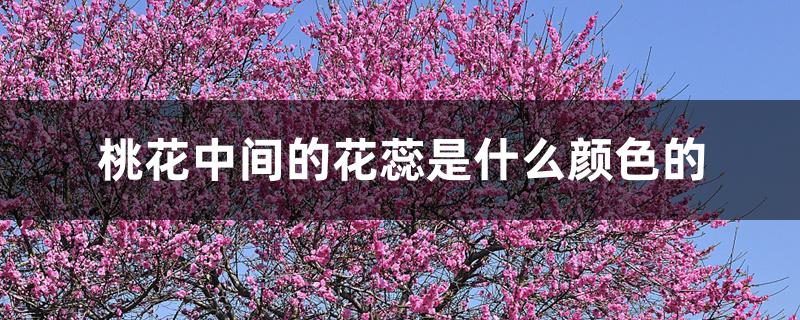 桃花中间的花蕊是什么颜色的 桃花中间的花蕊是什么颜色的