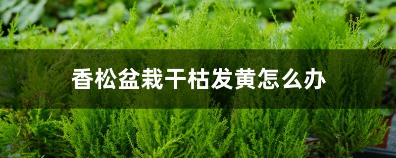 香松盆栽干枯发黄怎么办 香松盆栽干枯发黄怎么办
