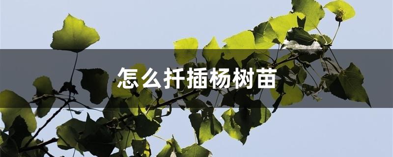 怎么扦插杨树苗 怎么扦插杨树苗