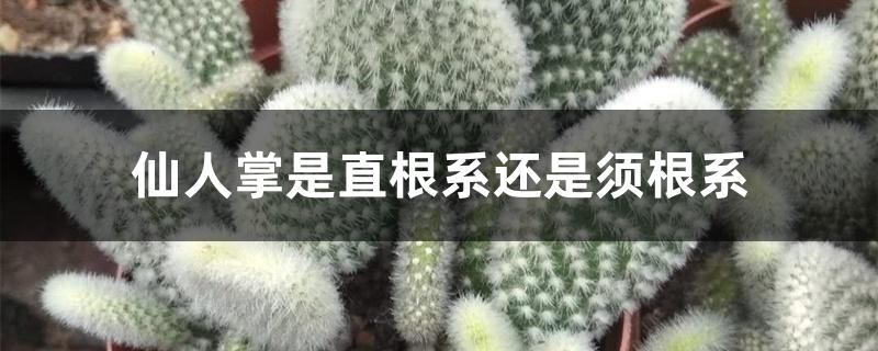 仙人掌是直根系还是须根系 仙人掌是直根系还是须根系