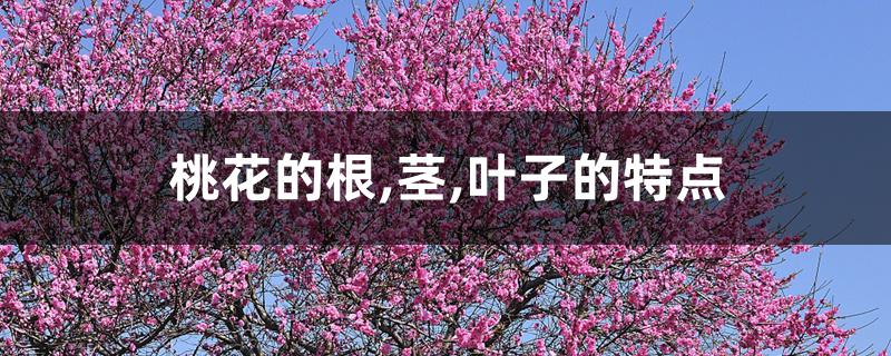 桃花的根,茎,叶子的特点 桃花的根,茎,叶子的特点