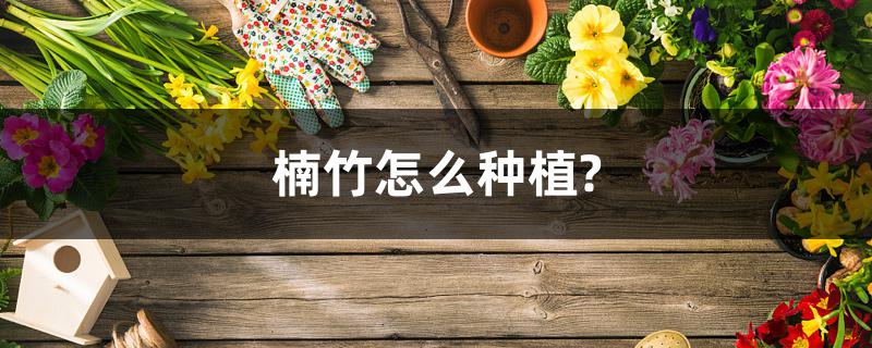 楠竹怎么种植? 楠竹怎么种植?