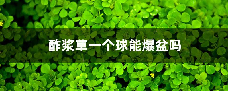酢浆草一个球能爆盆吗 酢浆草一个球能爆盆吗