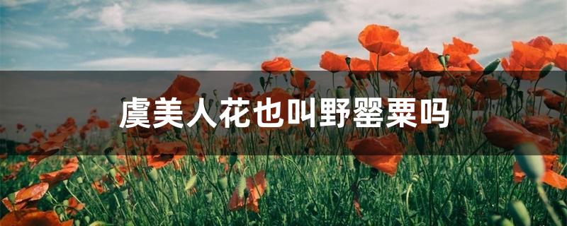 虞美人花也叫野罂粟吗 虞美人花也叫野罂粟吗
