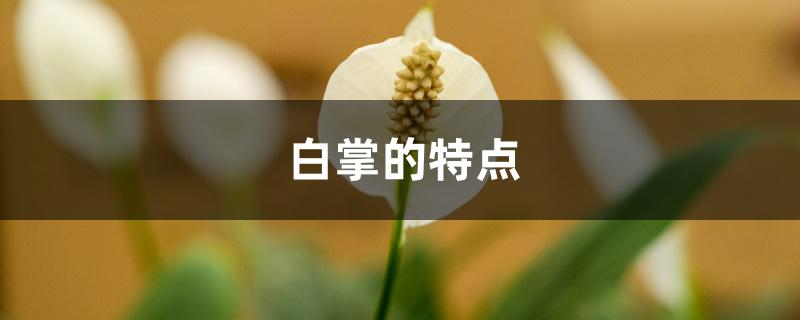 白掌的特点 白掌的特点