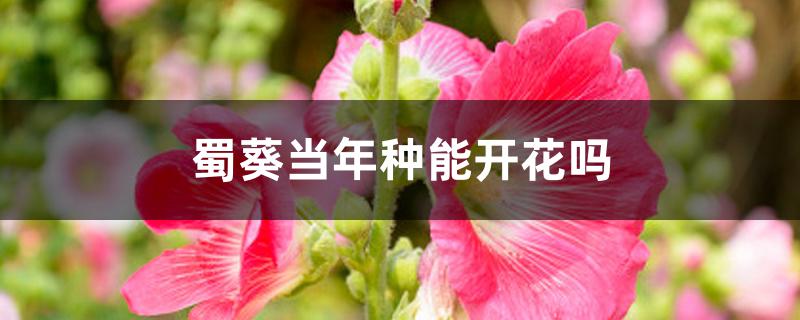 蜀葵当年种能开花吗 蜀葵当年种能开花吗