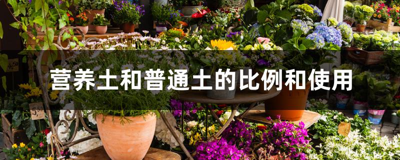 营养土和普通土的比例和使用 营养土和普通土的比例和使用