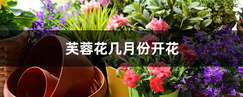 芙蓉花几月份开花 芙蓉花几月份开花