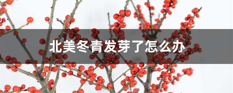 北美冬青发芽了怎么办 北美冬青发芽了怎么办