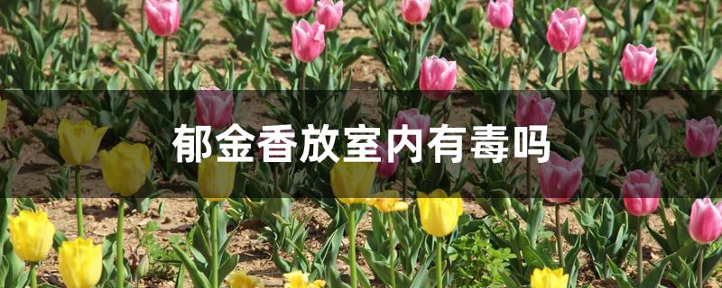 郁金香放室内有毒吗 郁金香放室内有毒吗